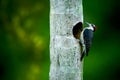 Tropical woodpecker at the nest. Black-cheeked woodpecker, Melanerpes pucherani. Wildlife photography in Costa Rica