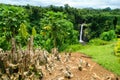 Tropical woods rainforest, wild bushes, native plants and cut ca canes of bamboo trees, Samoa, Polynesia