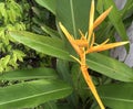 Tropical yellow bird of paradise Royalty Free Stock Photo