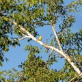 A Tropical Yellow Bird in a Tree in Thailand