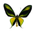 Tropical yellow, black and green butterfly Royalty Free Stock Photo