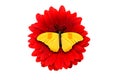 tropical yellow butterfly sitting on a red gerbera flower. isolated on white background Royalty Free Stock Photo