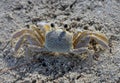 A tropical yellow Caribbean crab