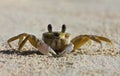 A tropical yellow Caribbean crab