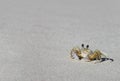 A tropical yellow Caribbean crab