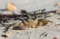 A tropical yellow Caribbean crab