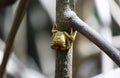 Tropical yellow caribbean crab in mangrove forest- Martinique island