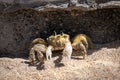 Tropical yellow caribbean crab on sand Royalty Free Stock Photo