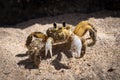 Tropical yellow caribbean crab on sand