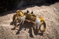 Tropical yellow caribbean crab on sand Royalty Free Stock Photo