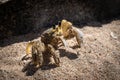 Tropical yellow caribbean crab on sand