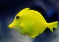 A tropical yellow fish Royalty Free Stock Photo
