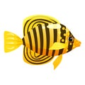 Tropical yellow fish, coral reef exotic pet animal. Aquarium sea life, vector illustartion cartoon style