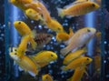 Electric yellow cichlid Labidochromis caeruleus Malawi Aquarium Royalty Free Stock Photo