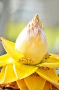 Tropical yellow flower