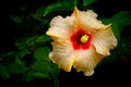 Tropical yellow hibiscus flower Royalty Free Stock Photo