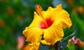 Tropical yellow hibiscus flower Royalty Free Stock Photo