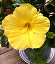 Tropical Yellow Hibiscus flower Royalty Free Stock Photo