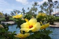 Tropical Yellow Hibiscus Hawaii Under Full Sun Royalty Free Stock Photo