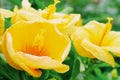 Tropical yellow Hibiscus rosa-sinensis flower, nature