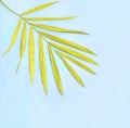 Tropical yellow palm leaf on blue background. Fashion minimal pop art style. Summer concept.