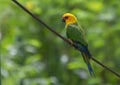 Tropical yellow parrot with green blue wings Royalty Free Stock Photo