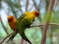 Tropical yellow parrot with green blue wings Royalty Free Stock Photo