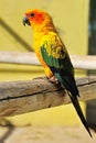 Tropical yellow parrot with green wings,