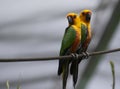 Tropical yellow parrot Pair with green blue wings