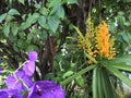 Tropical yellow and purple orchid Royalty Free Stock Photo