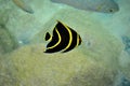 Tropical yellow striped fish at Cozumel Mexico Royalty Free Stock Photo