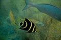 Tropical yellow striped fish at Cozumel Mexico