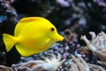 Tropical yellow tang on a coral reef