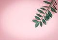 Tropical zamioculcas branch  with leaves on pink background with copy space Royalty Free Stock Photo