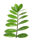 Tropical Zamioculcas leaves isolated