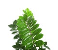 Tropical Zamioculcas leaves isolated Royalty Free Stock Photo