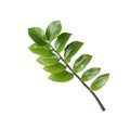 Tropical zamioculcas plant branch with leaves