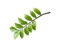 Tropical zamioculcas plant branch with leaves