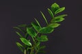 Tropical `Zamioculcas Zamiifolia` house plant on dark black background, also called `ZZ plant` or `Emerald Palm`