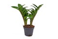 Tropical `Zamioculcas Zamiifolia Zenzi` houseplant in flower pot on white background