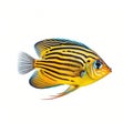 Tropical zebrasoma fish isolated on white background, created with generative AI