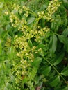 Tropicals plant with beautiful yellow flowers Royalty Free Stock Photo