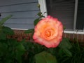 Tropicana rose Bush Royalty Free Stock Photo