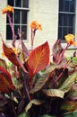 Tropicanna Canna