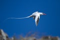 Tropicbird Royalty Free Stock Photo