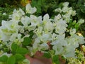 tropichni kvity bili krasyvi 27/5000 tropical white beautiful flowers Royalty Free Stock Photo