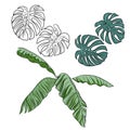 Tropics monstera leaves bananon palm patern