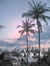 Tropics Palms Sky Royalty Free Stock Photo