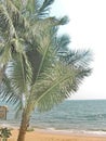 Tropics Palms Sky Royalty Free Stock Photo