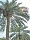 Tropics Palms Sky Royalty Free Stock Photo